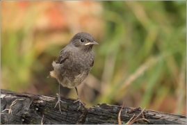 <p>REHEK DOMÁCÍ (Phoenicurus ochruros) /Black redstart - Hausrotschwanz/</p>